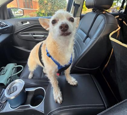 Pugsley, adopted, Senior Male Chihuahua & Wire Fox Terrier.