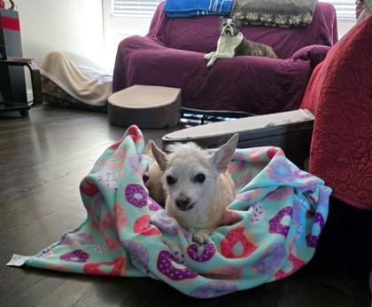 Enlarge Pugsley, an adopted mixed breed in Downers Grove, IL image 2/3