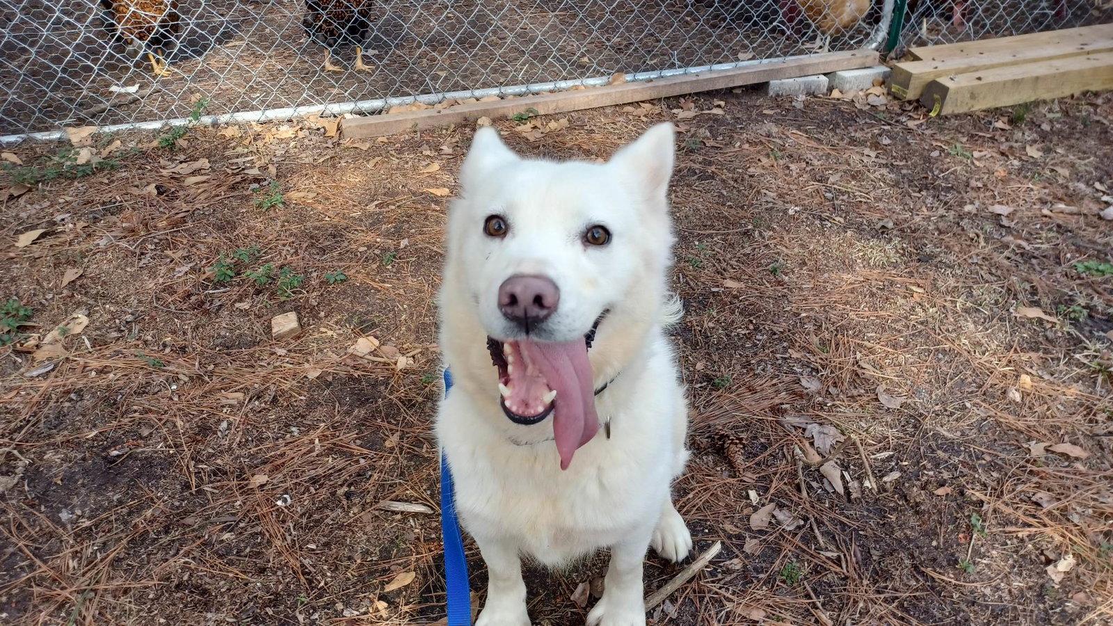 Tatum, Adoptable, Senior Female Husky.
