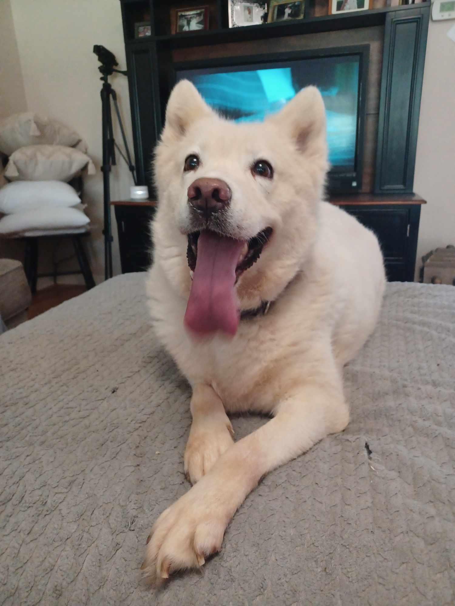 Tatum, a Adoptable Husky in Holly Springs, NC image 2/3