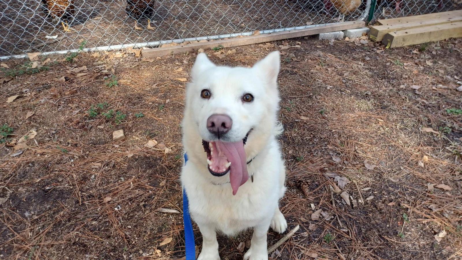 Tatum, a Adoptable Husky in Holly Springs, NC image 3/3