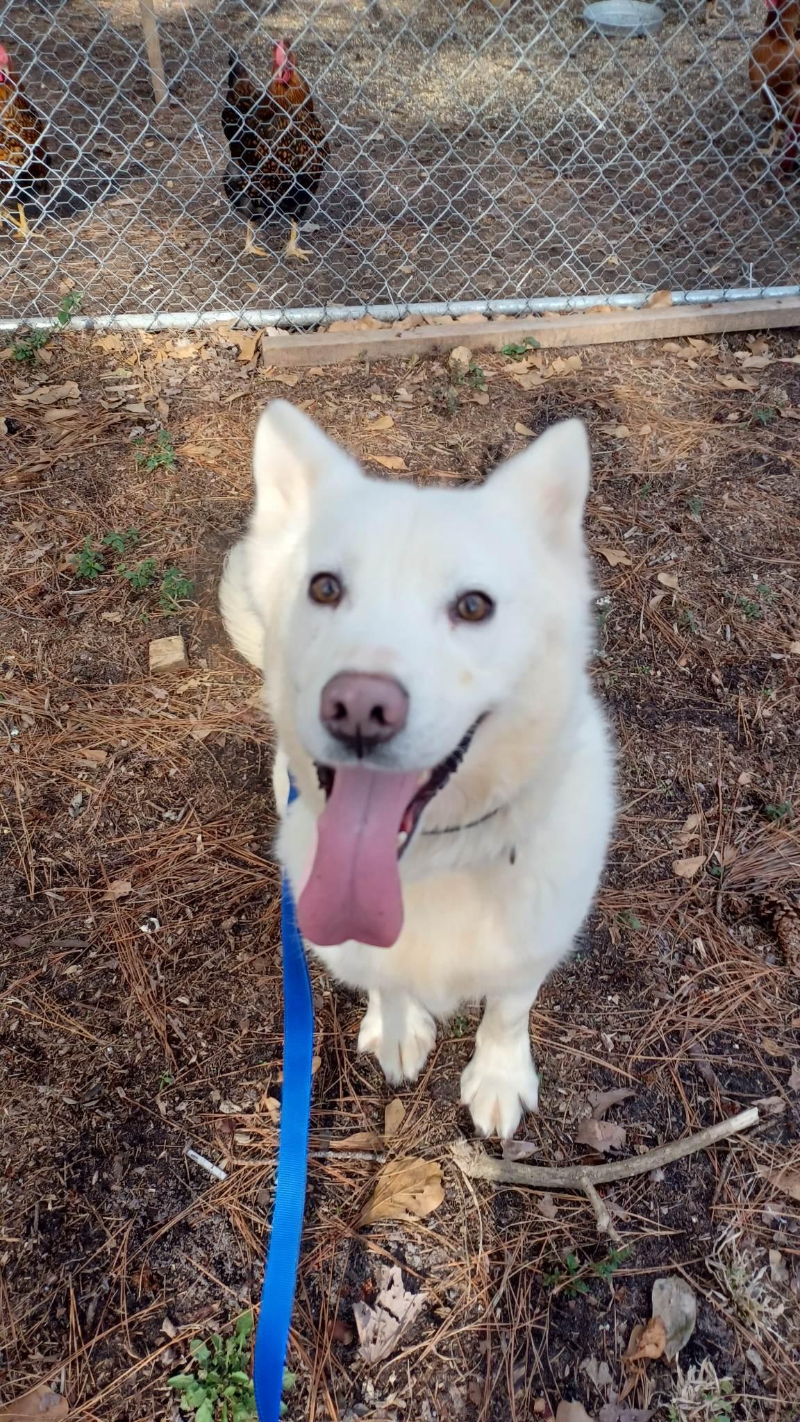 Tatum, a Adoptable Husky in Holly Springs, NC image 2/3