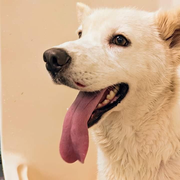 Enlarge Tatum, a Adoptable Husky in Holly Springs, NC image 3/3
