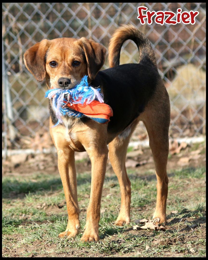 Dog for adoption Frazier, a Beagle Mix in Shippenville, PA Petfinder