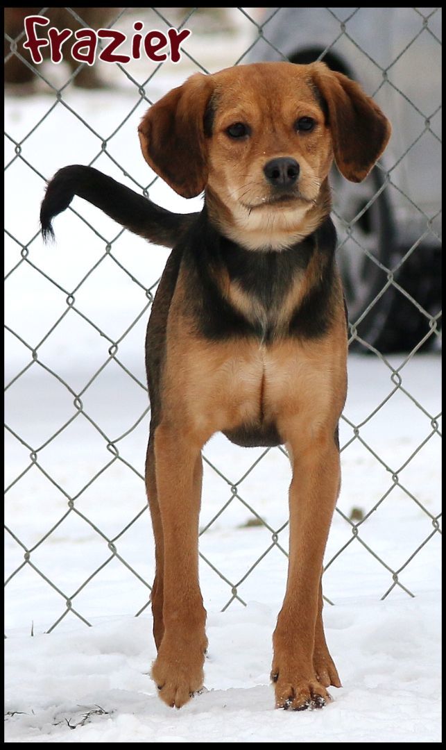 Dog for adoption Frazier, a Beagle Mix in Shippenville, PA Petfinder