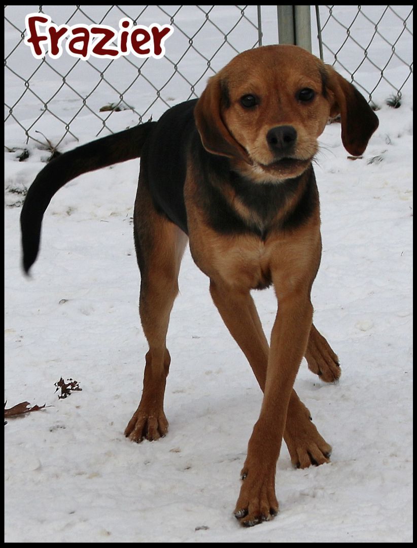 Dog for adoption Frazier, a Beagle Mix in Shippenville, PA Petfinder
