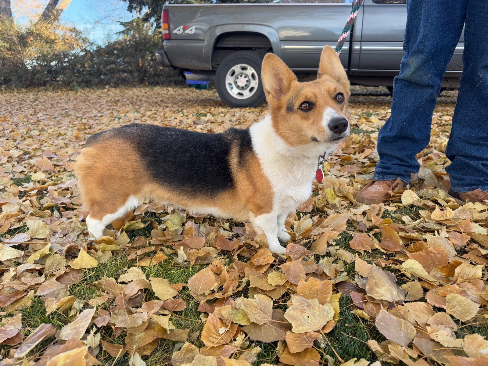 Lucy, Adoptable, Young Female Corgi.