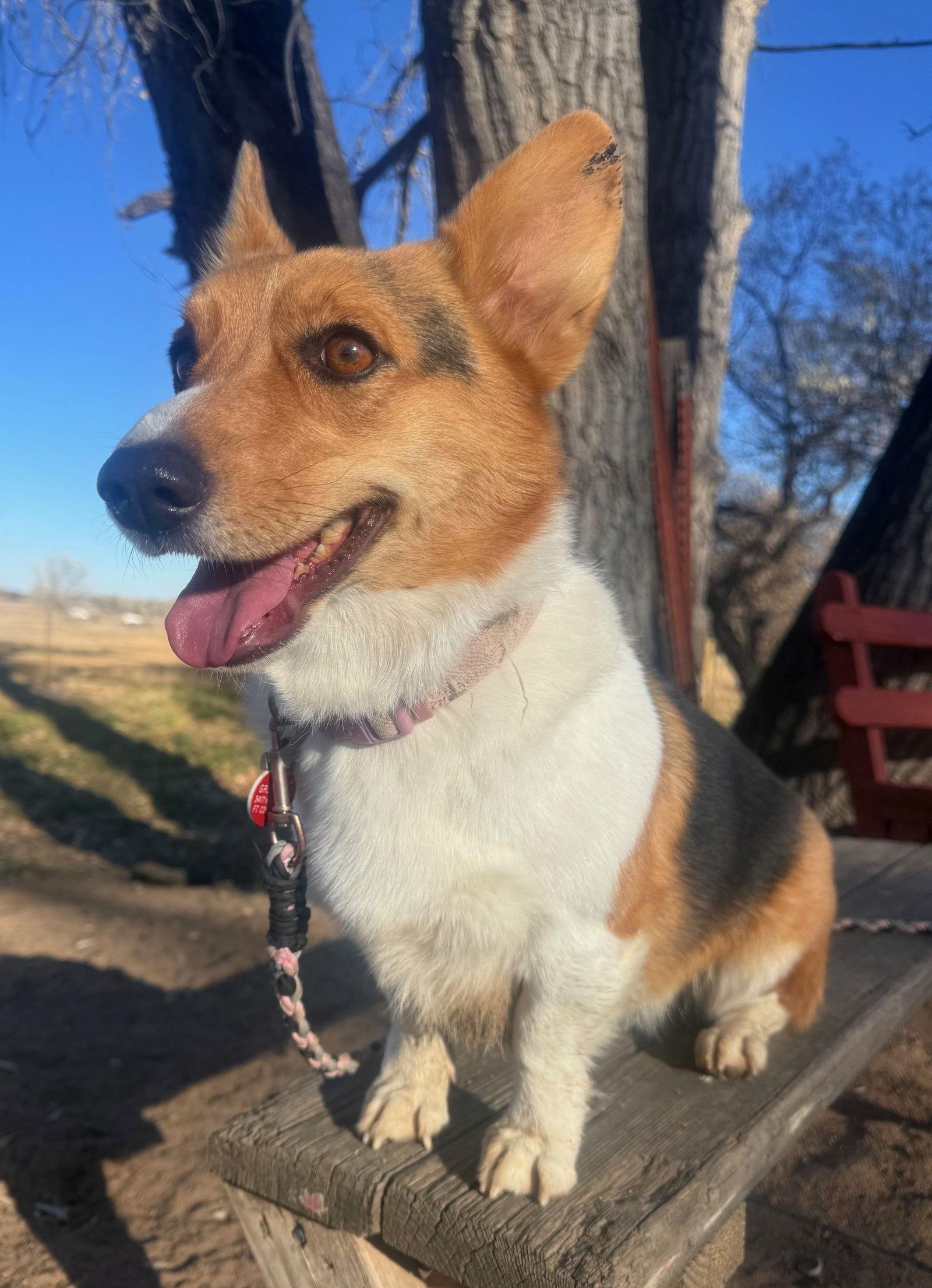 Enlarge Lucy, a Adoptable Corgi in Denver, CO image 2/3