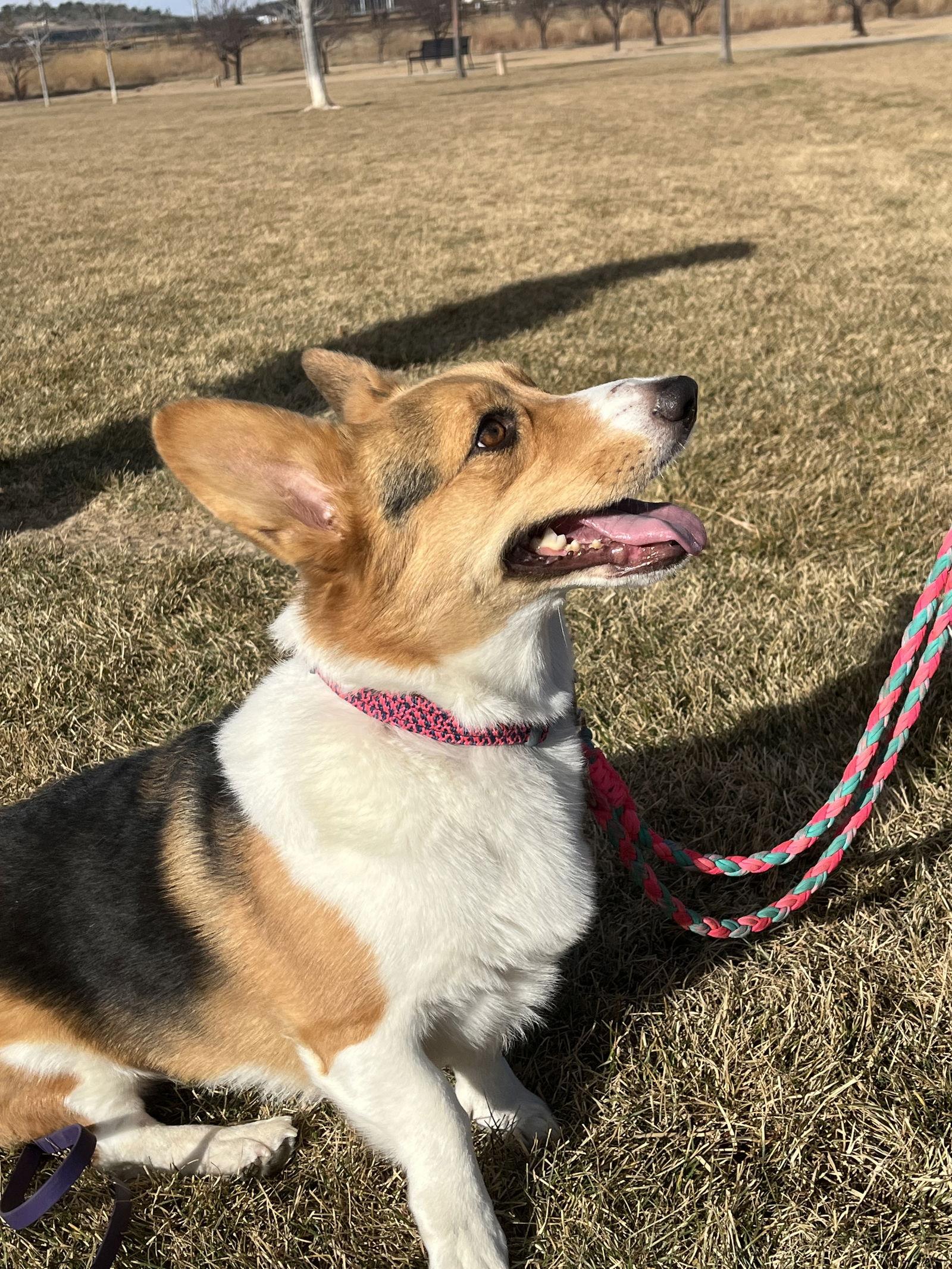 Enlarge Lucy, a Adoptable Corgi in Denver, CO image 3/3