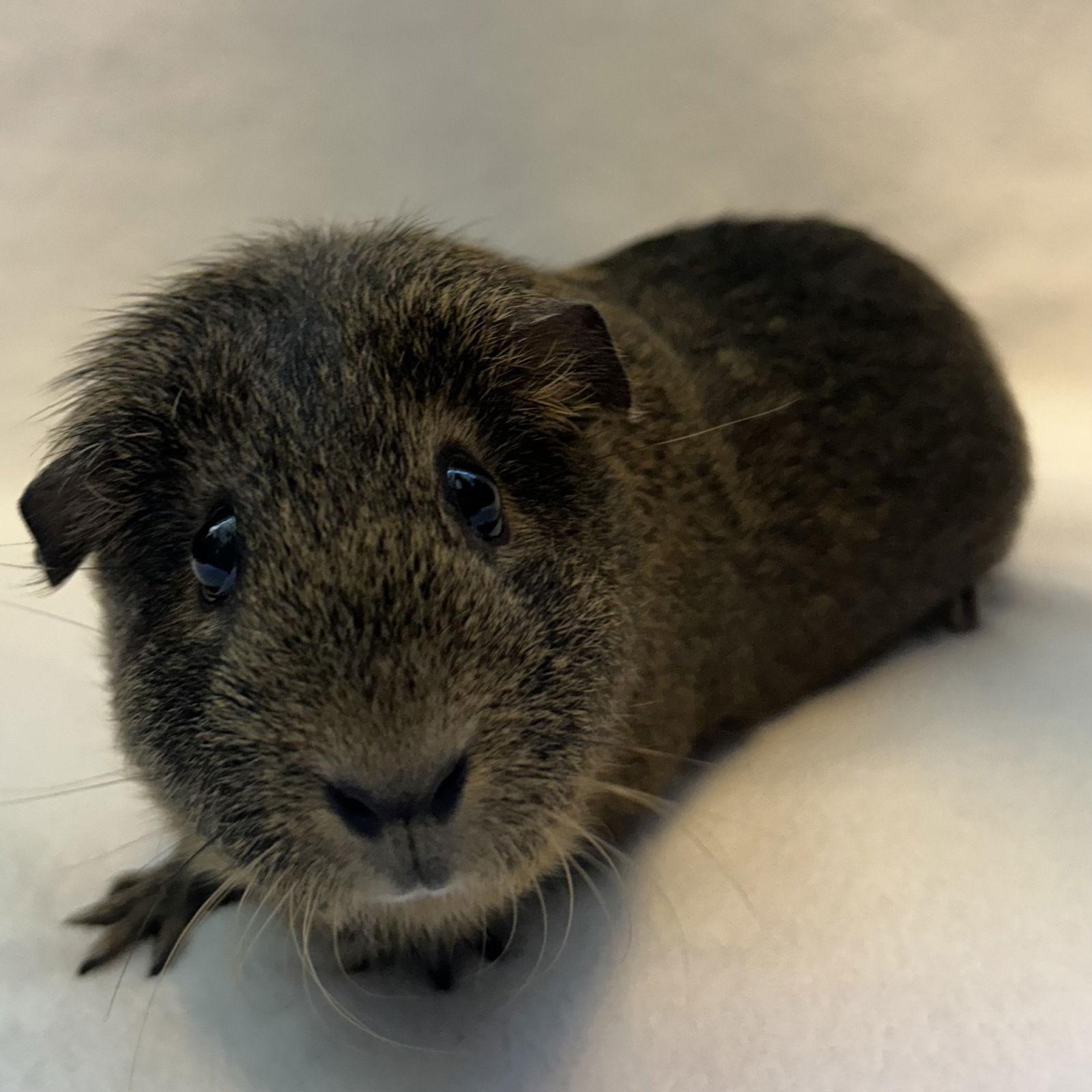 Enlarge Doris (F), a Adopted mixed breed in Burlingame, CA image 1/1