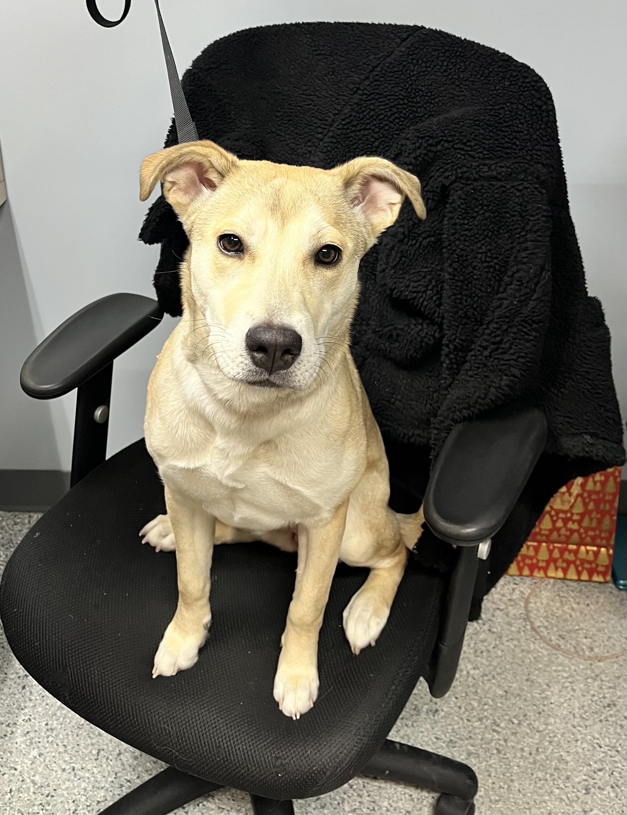 Enlarge Willa, a Adoptable mixed breed in Scituate, MA image 1/1