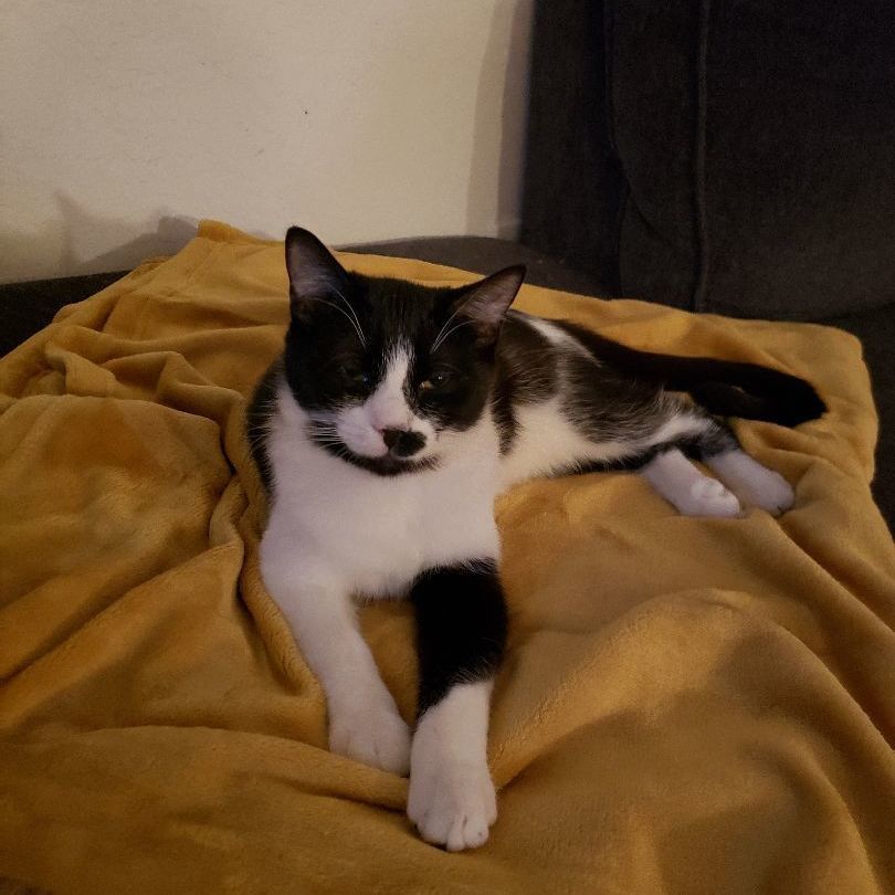 Enlarge Zin, an adoptable Domestic Short Hair in Peoria, AZ image 3/6