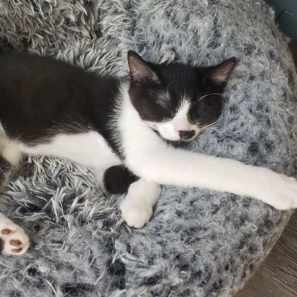 Enlarge Zin, an adoptable Domestic Short Hair in Peoria, AZ image 4/6