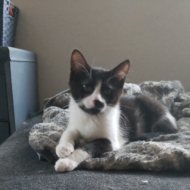 Enlarge Zin, an adoptable Domestic Short Hair in Peoria, AZ image 5/6