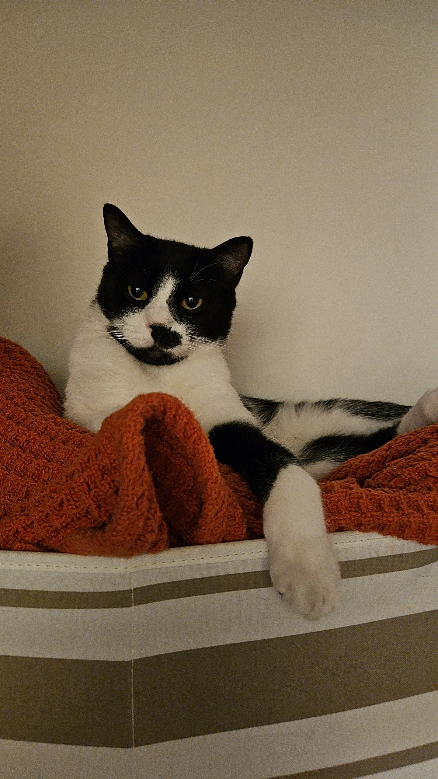 Enlarge Zin, an adoptable Domestic Short Hair in Peoria, AZ image 1/6