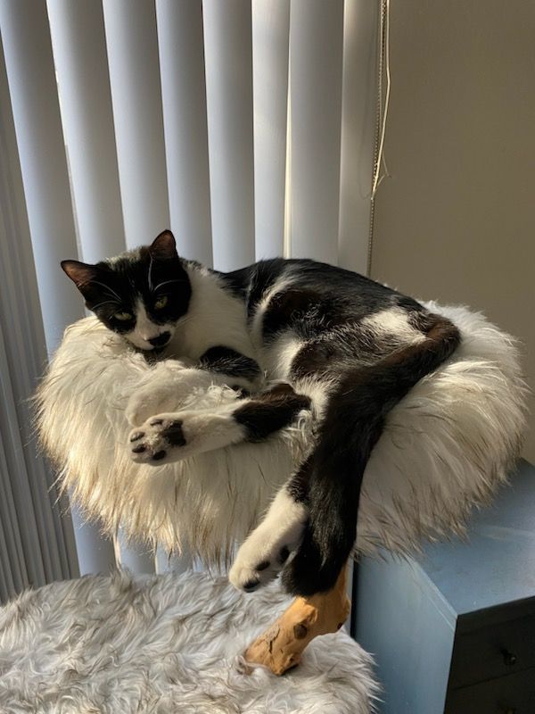 Enlarge Zin, an adoptable Domestic Short Hair in Peoria, AZ image 6/6