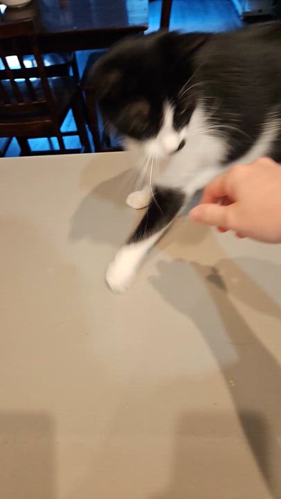 Enlarge Zin, an adoptable Domestic Short Hair in Peoria, AZ video 2/6