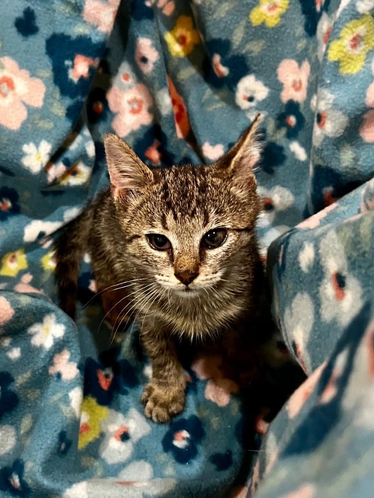 Enlarge Kraut, a Adoptable mixed breed in Clinton, SC image 1/1