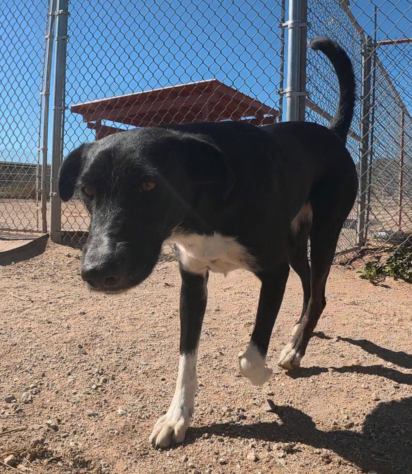 Sheri, Adoptable, Adult Female Border Collie.