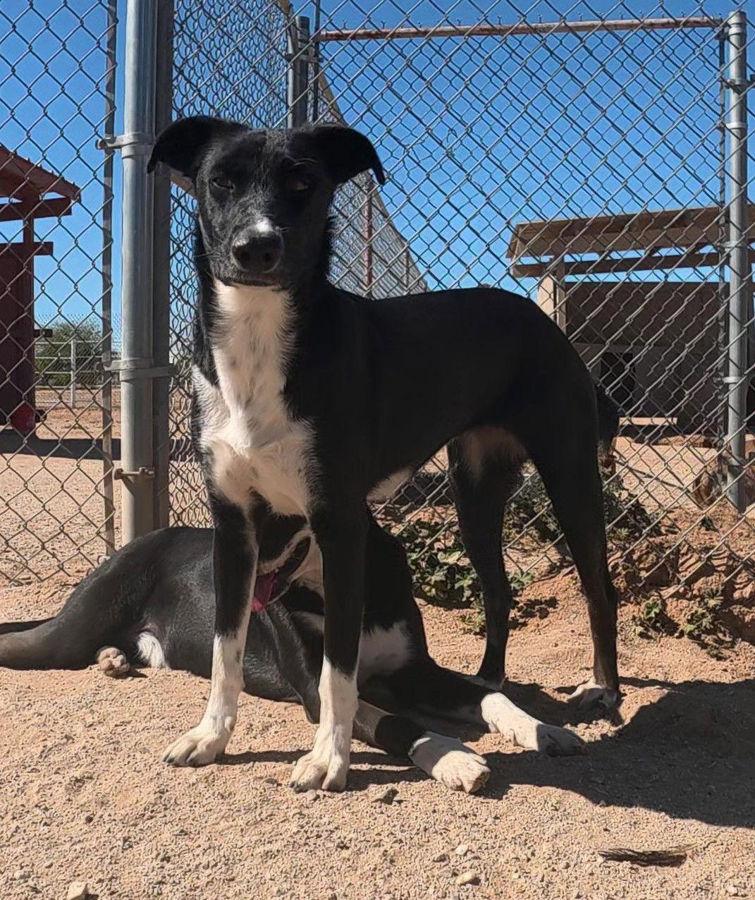 Enlarge Sheri, a Adoptable Border Collie in Queen Creek, AZ image 2/3