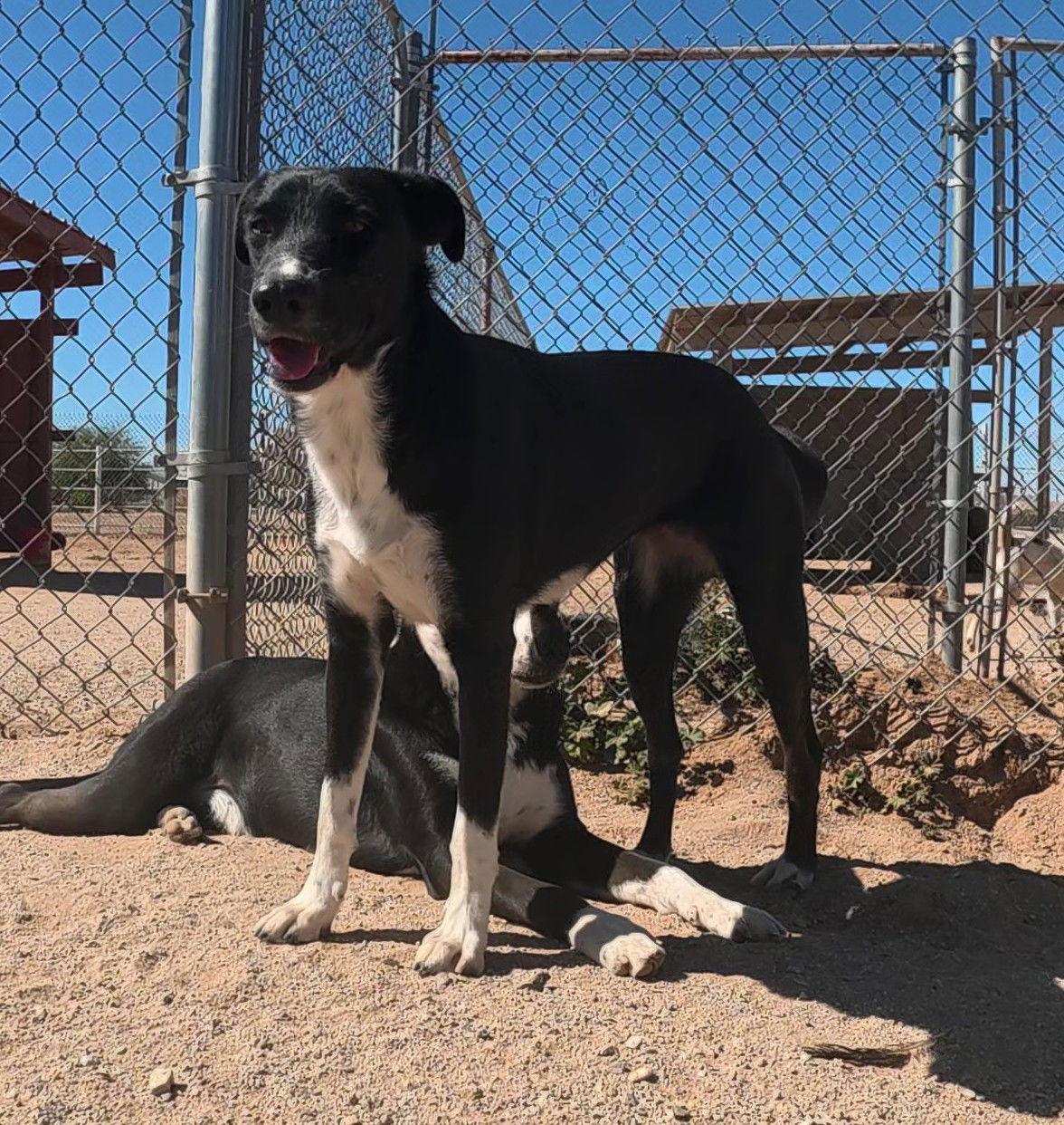 Enlarge Sheri, a Adoptable Border Collie in Queen Creek, AZ image 3/3