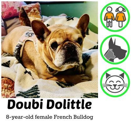 Enlarge DOUBI DOLITTLE, a ADOPTABLE French Bulldog in Bonney Lake, WA image 1/3