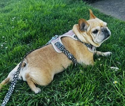 Enlarge DOUBI DOLITTLE, a ADOPTABLE French Bulldog in Bonney Lake, WA image 2/3