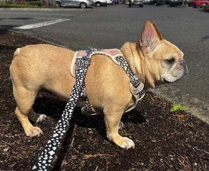 Enlarge DOUBI DOLITTLE, a ADOPTABLE French Bulldog in Bonney Lake, WA image 3/3