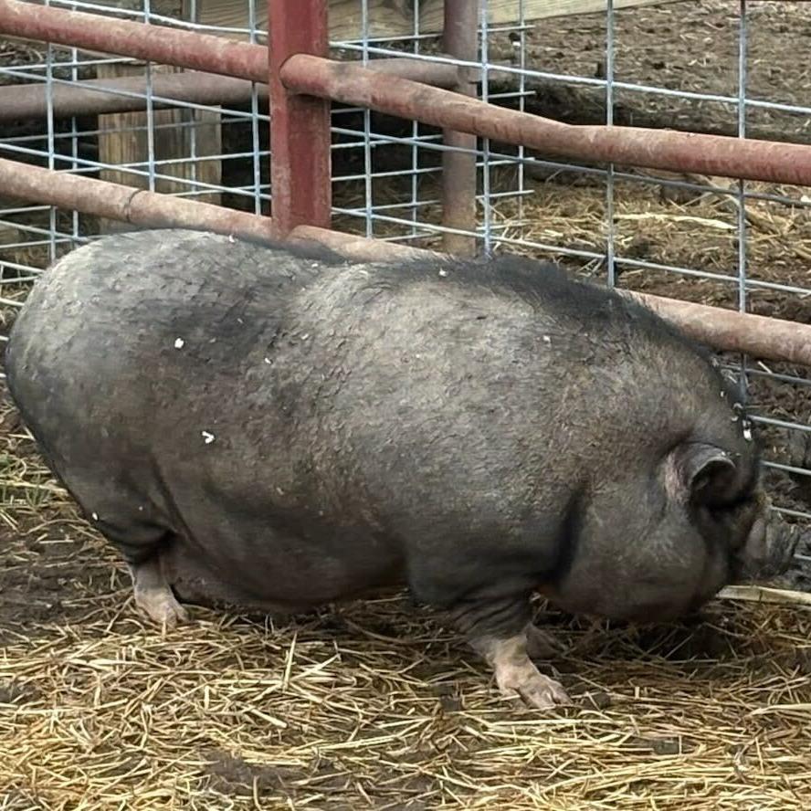 Petunia, Adoptable, Senior Female Pig.