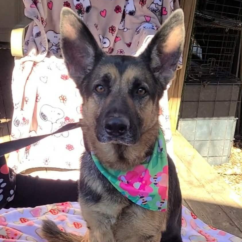 Enlarge Maisie, a ADOPTABLE mixed breed in Woolwich, ME image 4/5