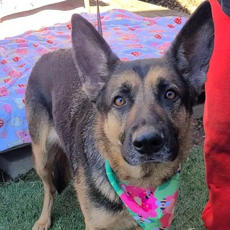 Enlarge Maisie, a ADOPTABLE mixed breed in Woolwich, ME image 2/5