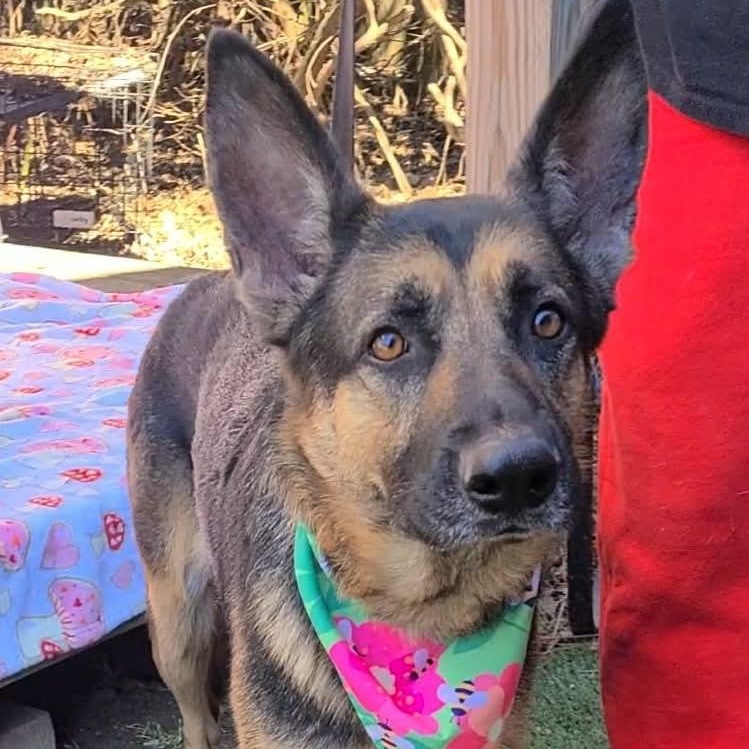 Enlarge Maisie, a ADOPTABLE mixed breed in Woolwich, ME image 3/5