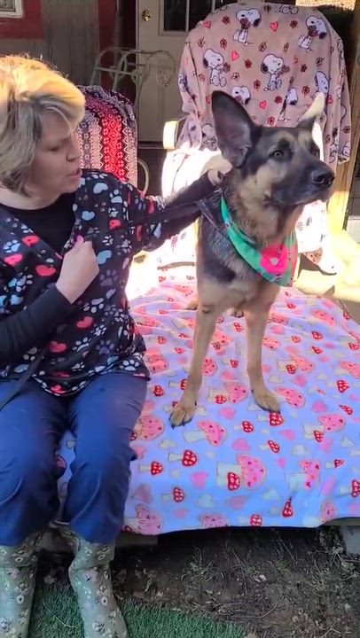 Enlarge Maisie, a ADOPTABLE mixed breed in Woolwich, ME video 5/5