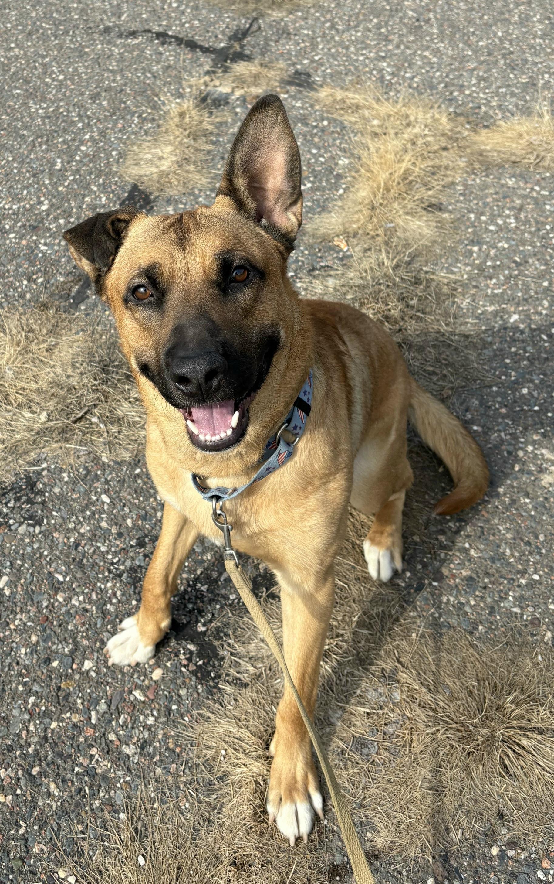 Gunner, an adoptable German Shepherd Dog in Iron River, MI, 49935 | Photo Image 2