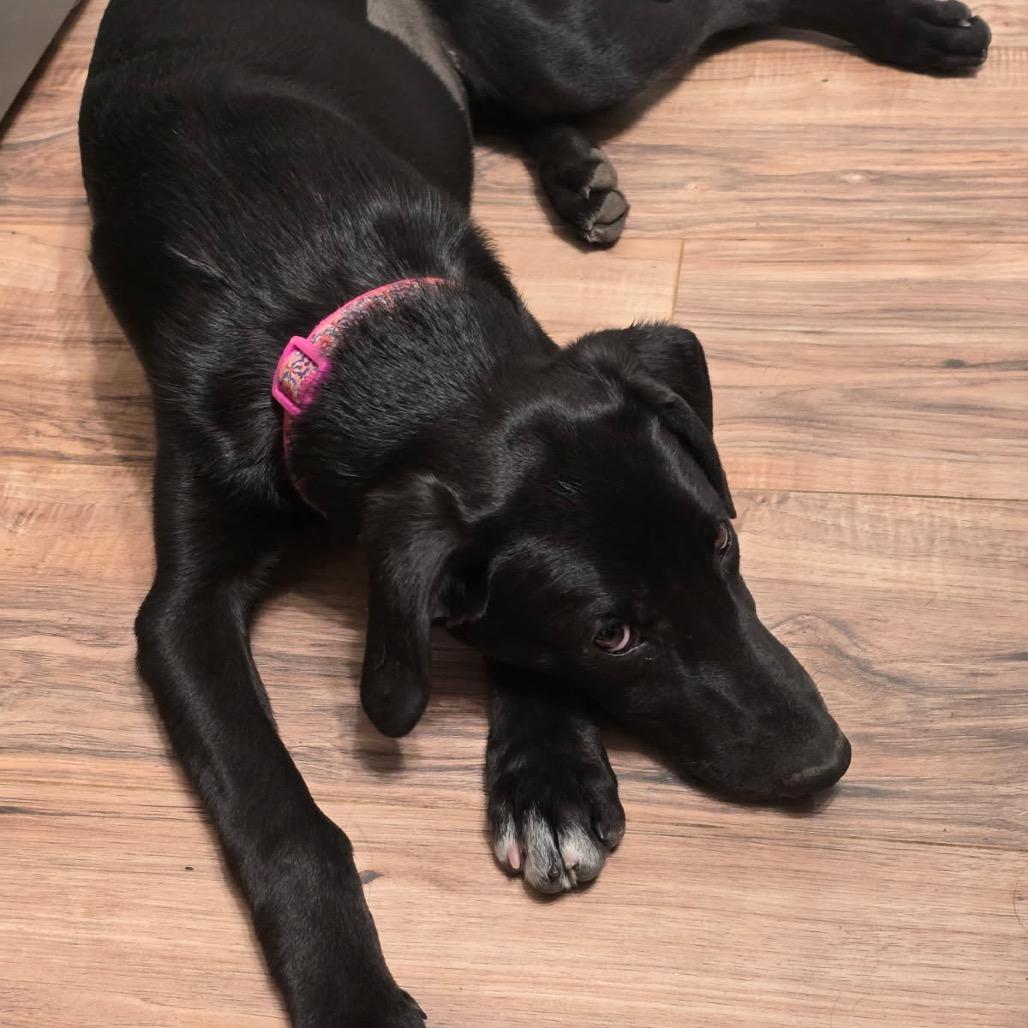 Dolly, Adoptable, Puppy Female Black Labrador Retriever.