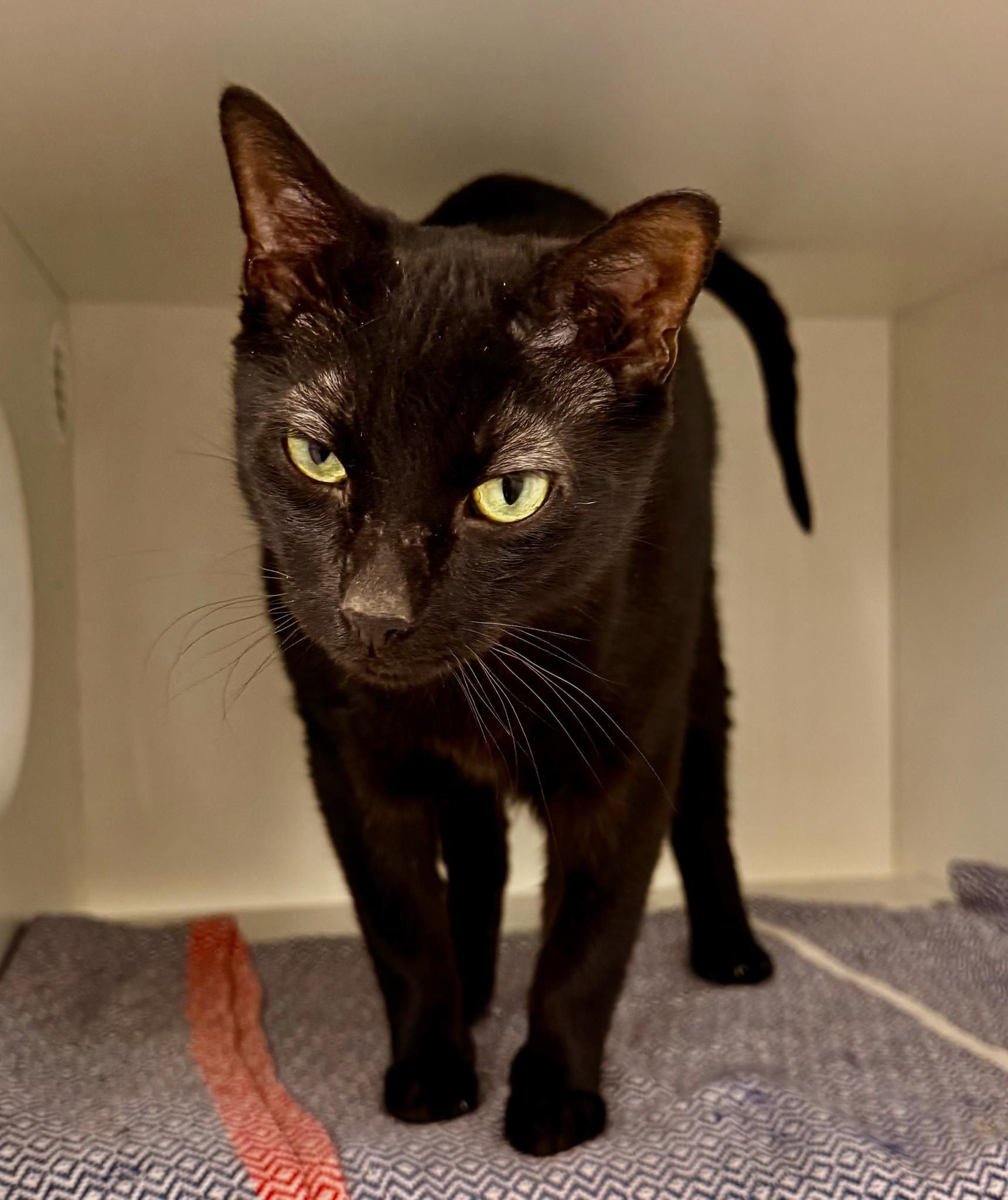 Enlarge Hercules, an adopted Domestic Short Hair in Quincy, MA image 1/1
