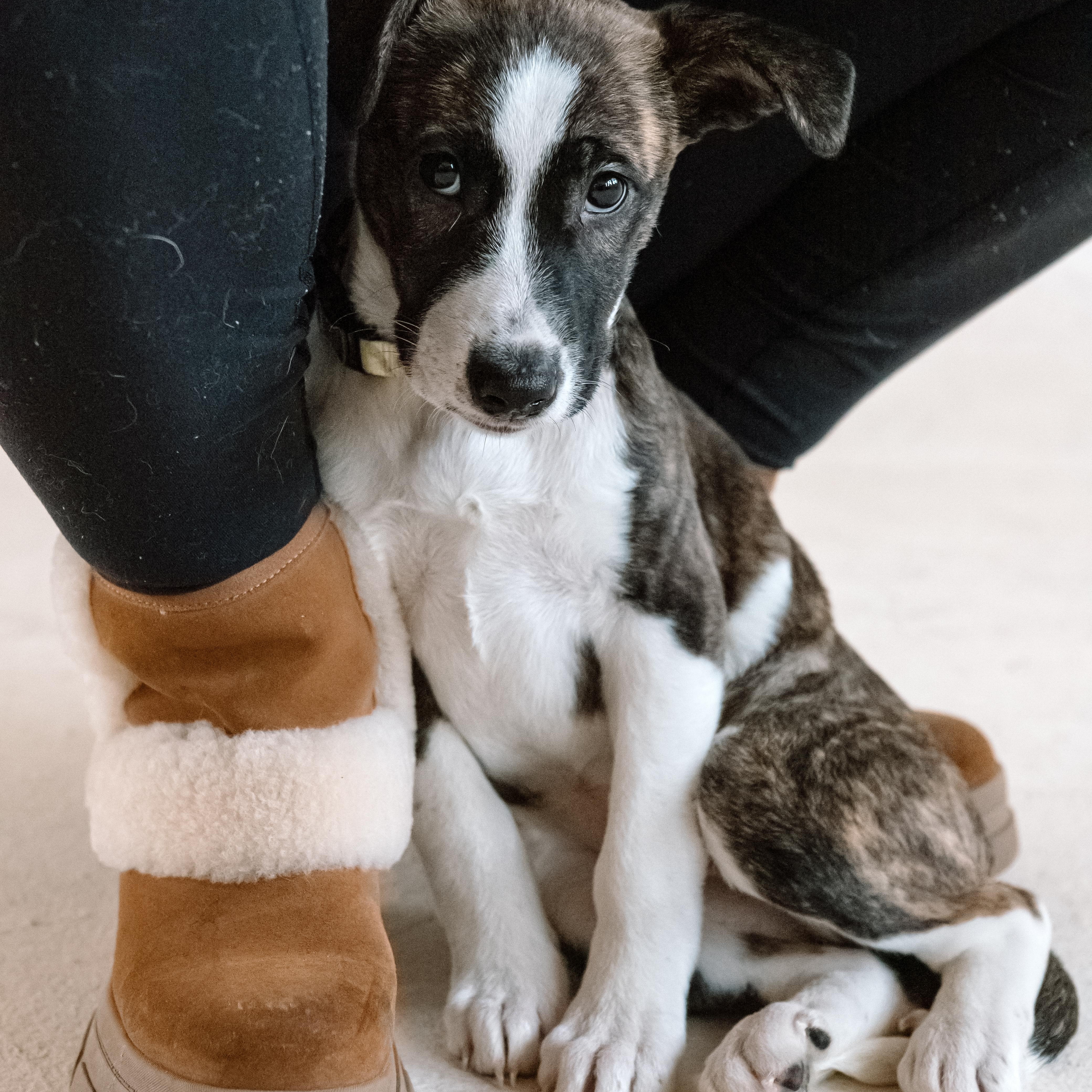 Boo, Adoptable, Puppy Female Husky & Pit Bull Terrier.