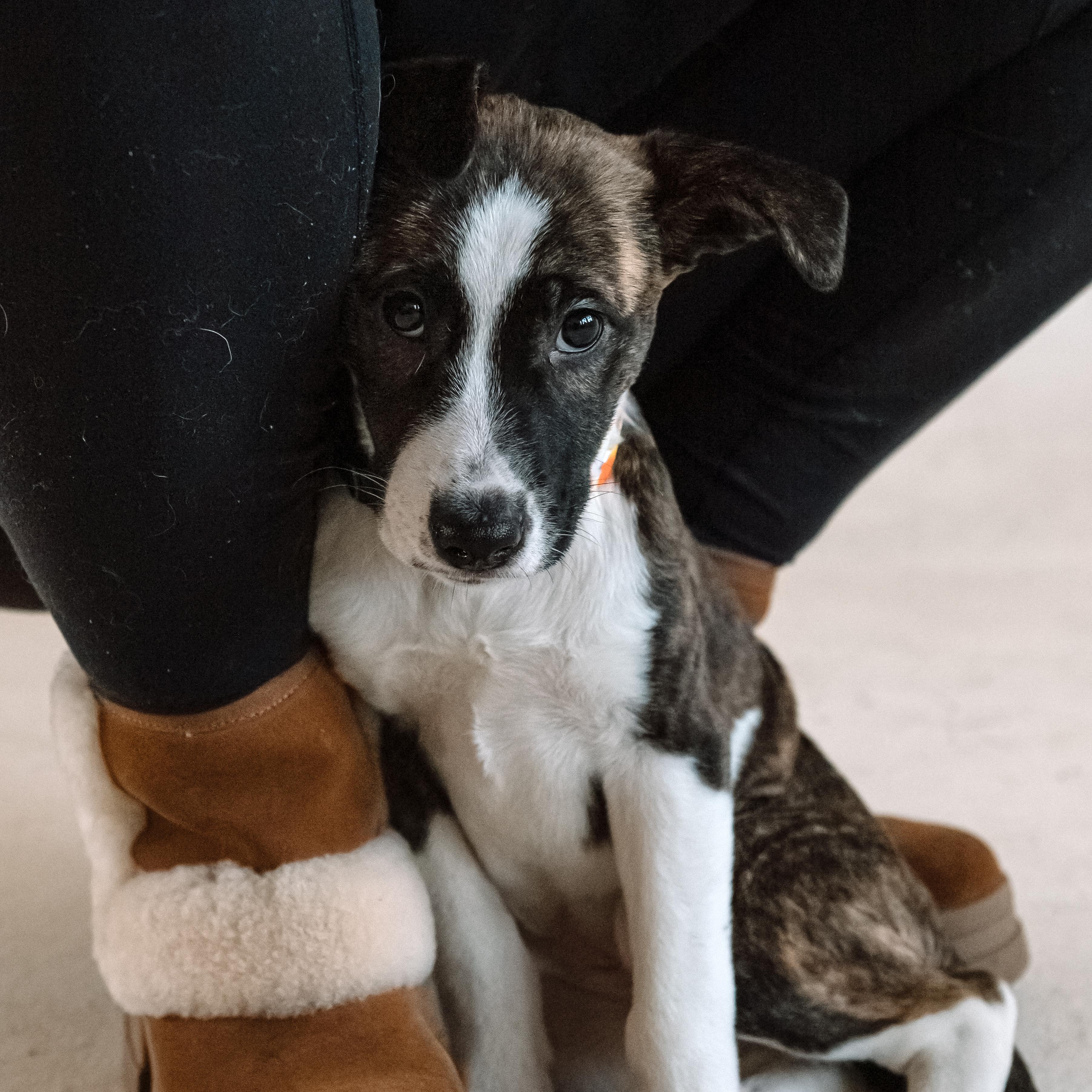 Enlarge Boo, a Adoptable mixed breed in Detroit, MI image 2/3