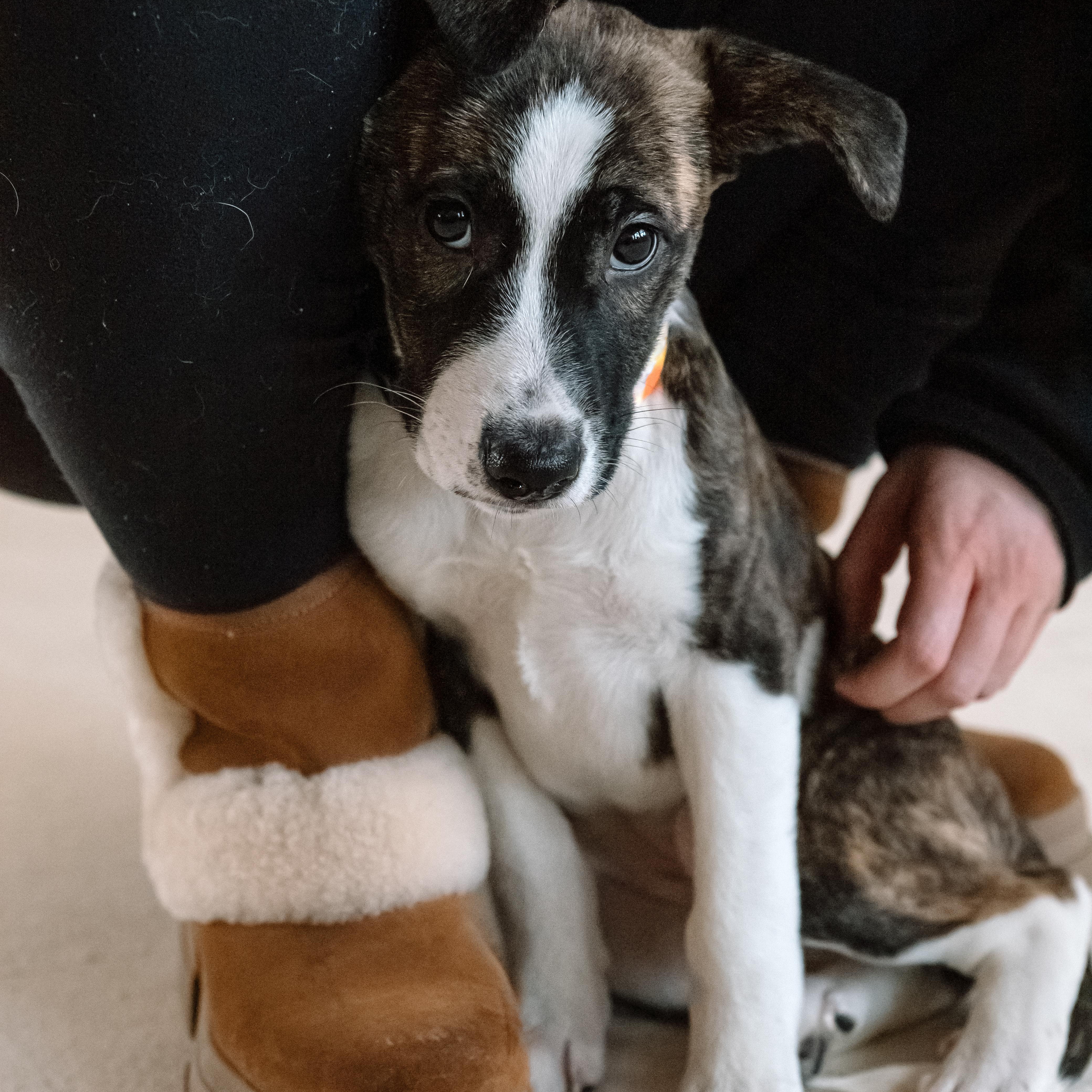 Enlarge Boo, a Adoptable mixed breed in Detroit, MI image 3/3