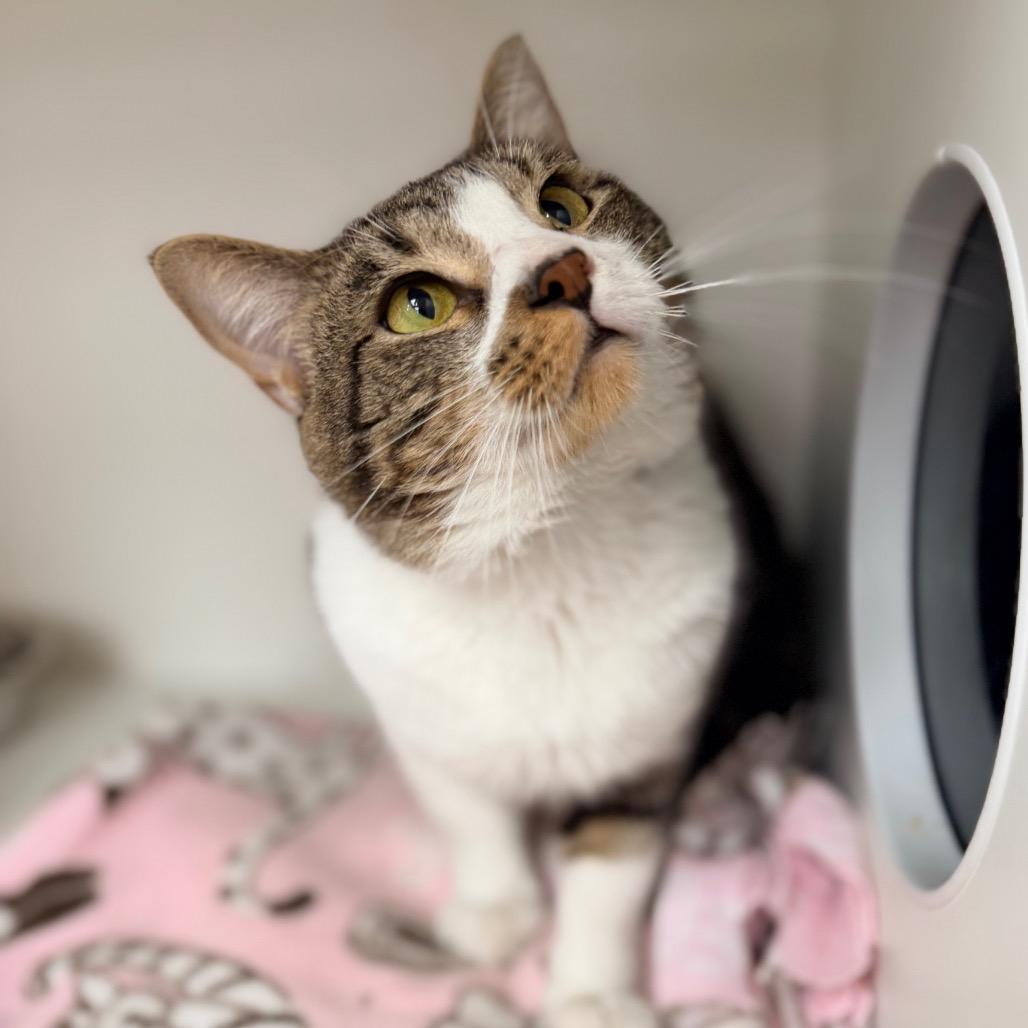 Enlarge Mimi, a Adoptable Domestic Short Hair in Champaign, IL image 1/2