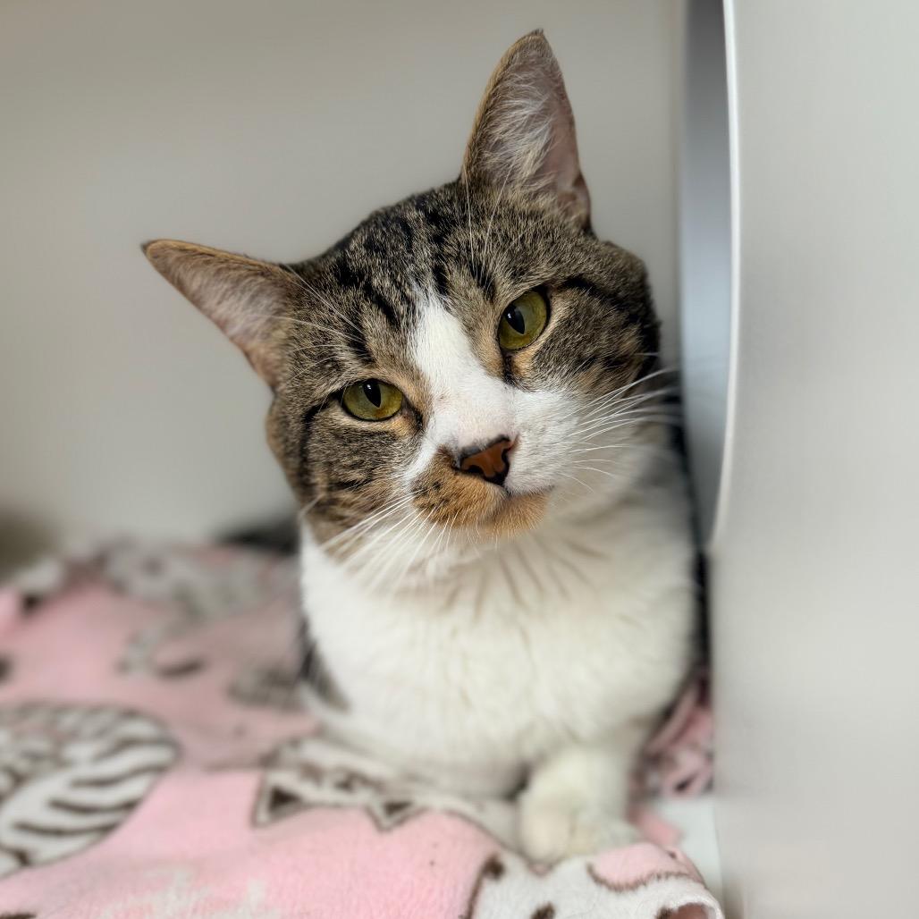 Enlarge Mimi, a Adoptable Domestic Short Hair in Champaign, IL image 2/2