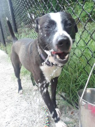 Quickly, a Adoptable mixed breed in Philadelphia, PA image 2/3