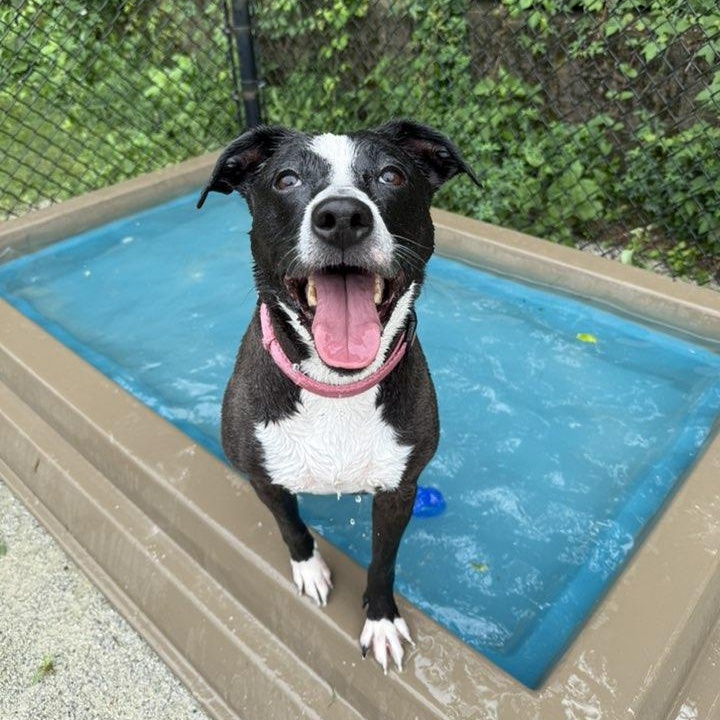 Quickly, a Adoptable mixed breed in Philadelphia, PA image 1/3