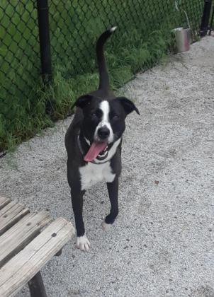 Quickly, a Adoptable mixed breed in Philadelphia, PA image 3/3