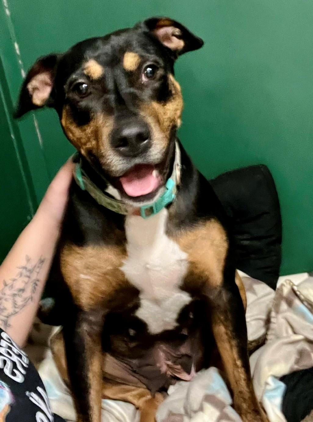 Cookie, a ADOPTABLE mixed breed in Leavenworth, KS image 2/2