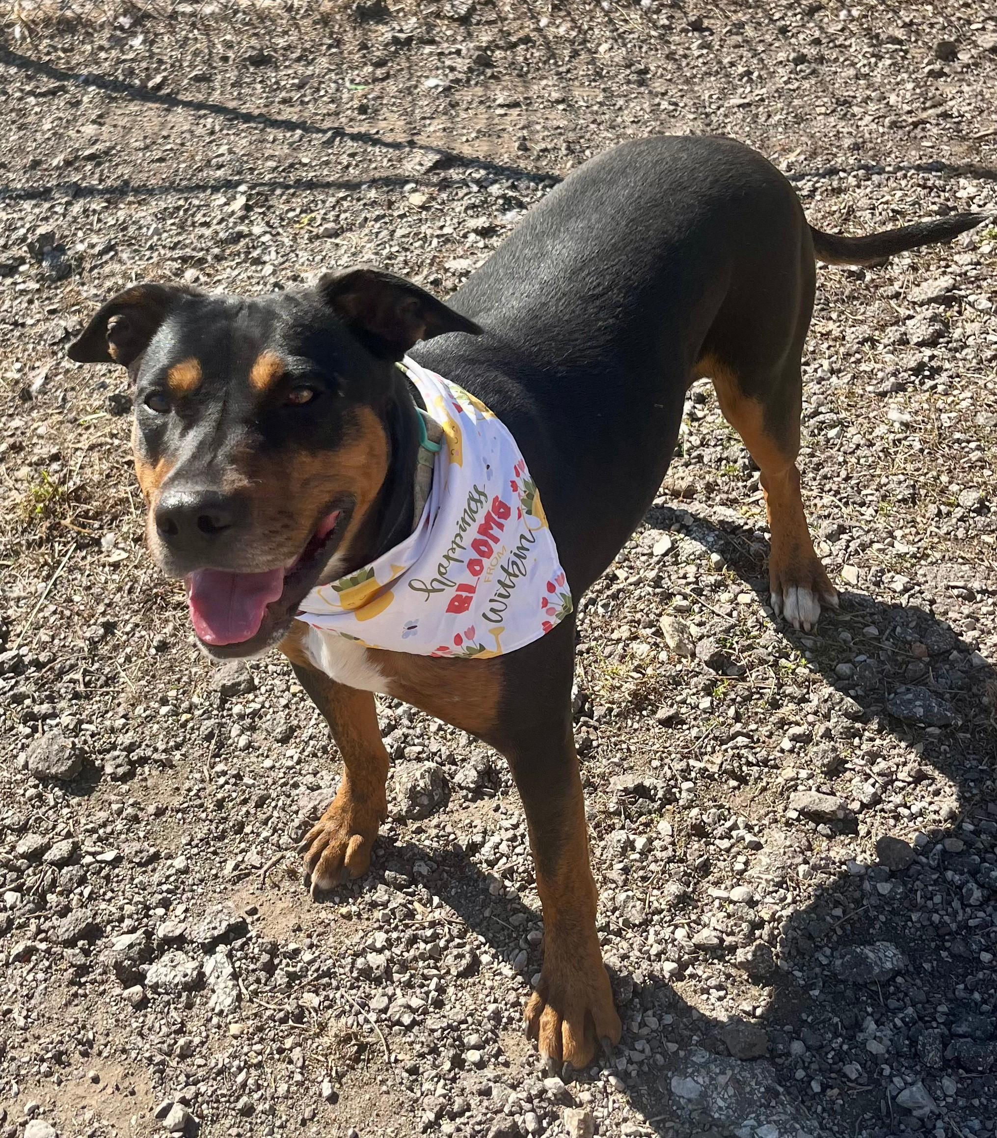 Cookie, a ADOPTABLE mixed breed in Leavenworth, KS image 1/2