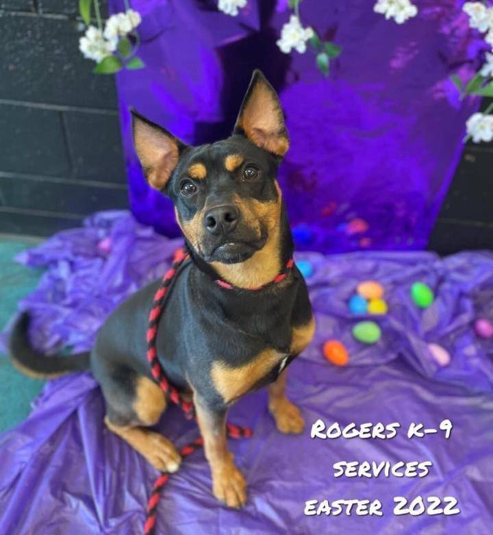 Auggie, an adoptable Shepherd & Beagle Mix in Oberlin, OH_image-1