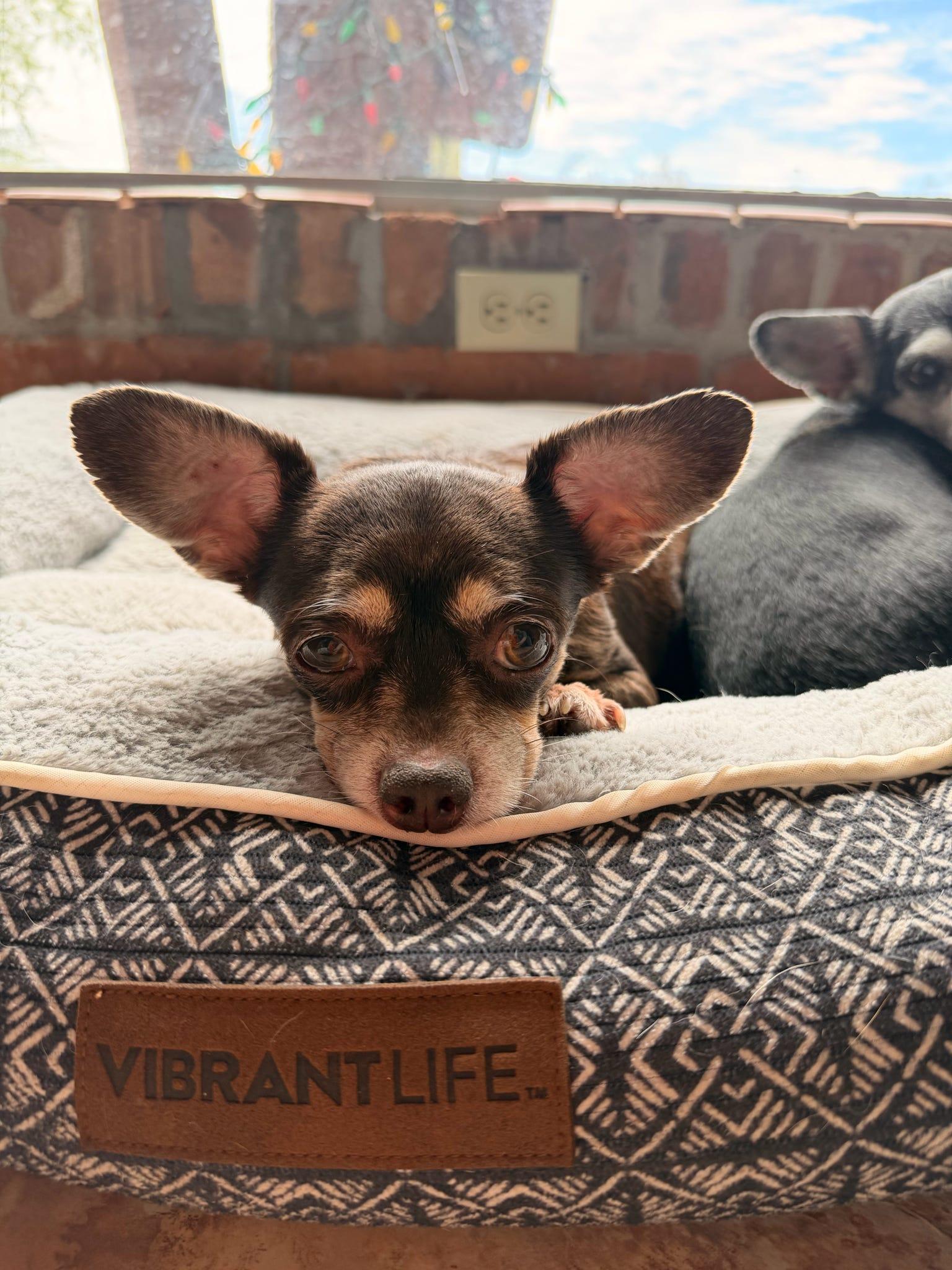 Harley, Adoptable, Senior Female Chihuahua & Dachshund.