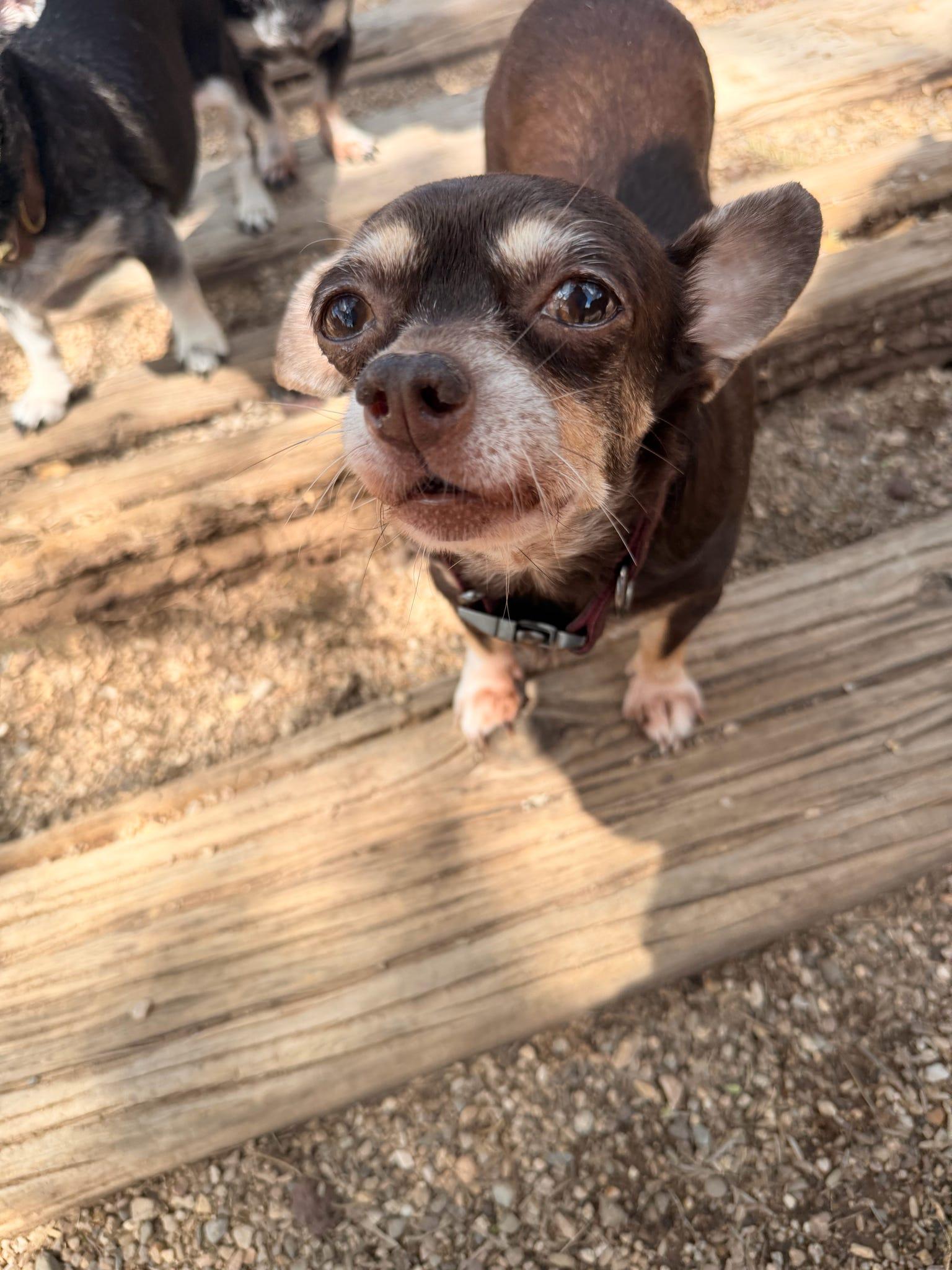 Harley, a Adoptable mixed breed in Tucson, AZ image 2/5