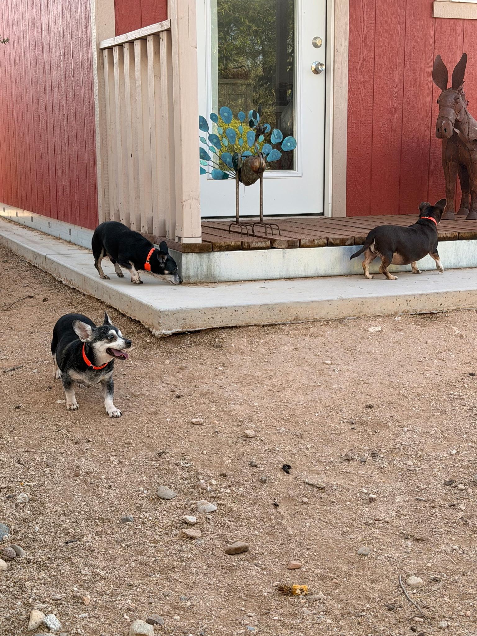 Harley, a Adoptable mixed breed in Tucson, AZ image 3/5